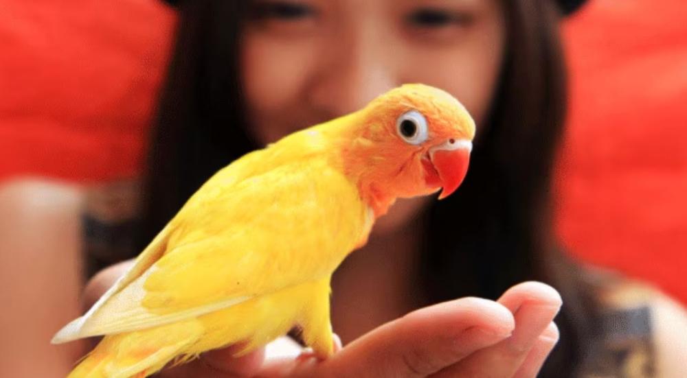 الطيور المنزلية