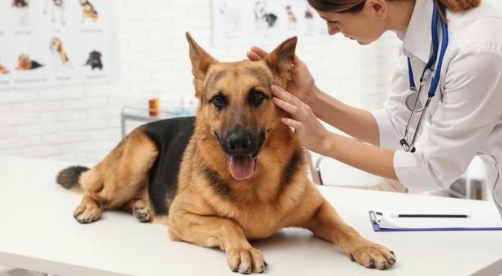 عيادة الحيوانات الاليفة