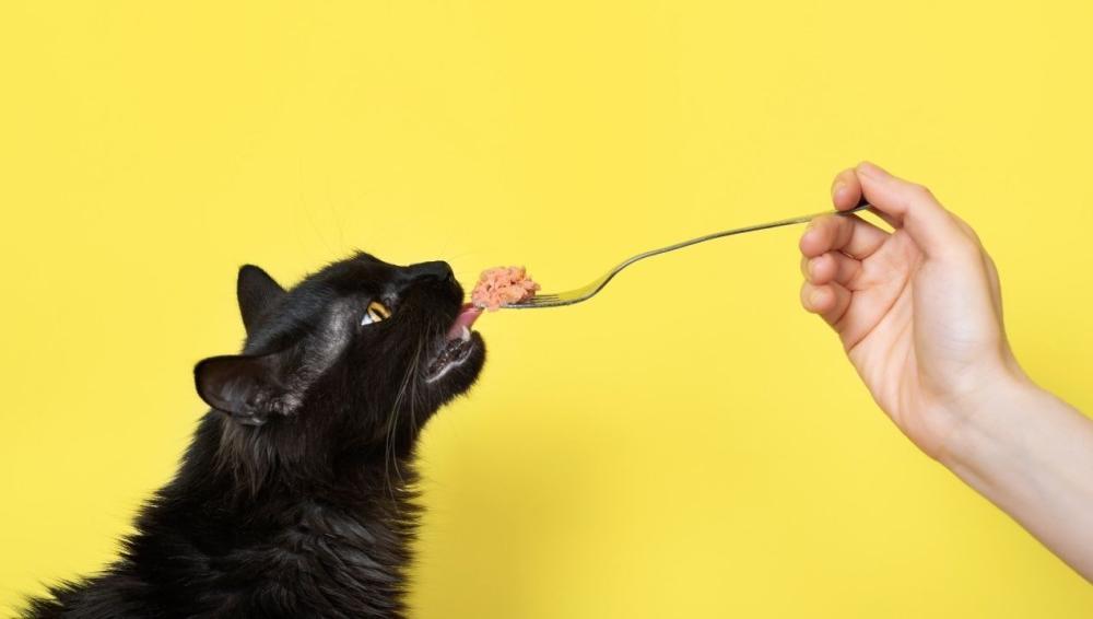 موقع اكل قطط