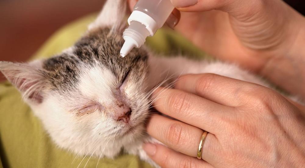 علاج التهاب عيون القطط