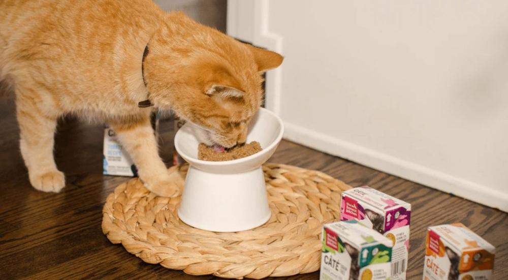 شراء أكل قطط بالجملة