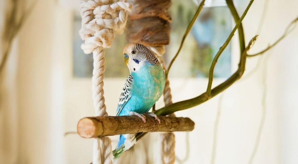 فندقة طيور بالرياض