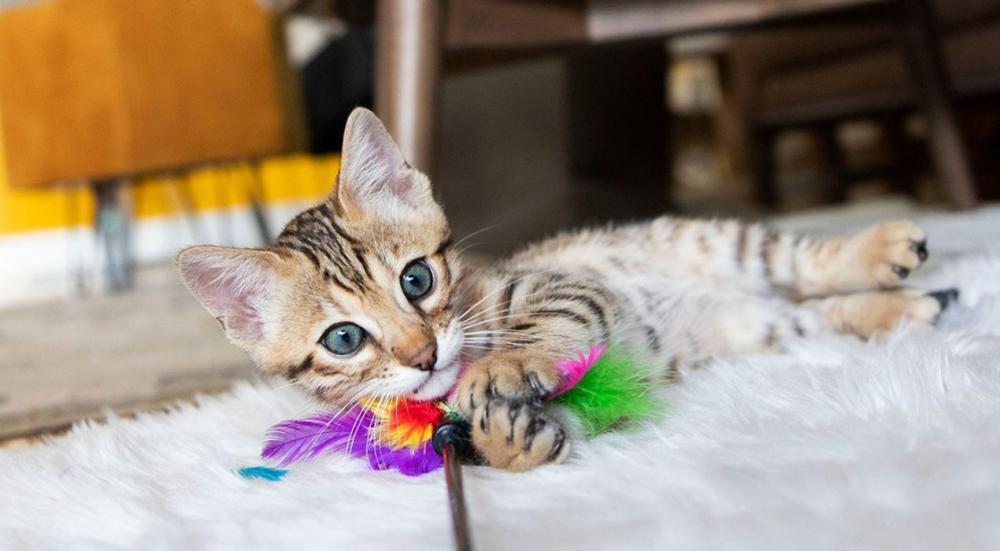 العاب قطط آمنة