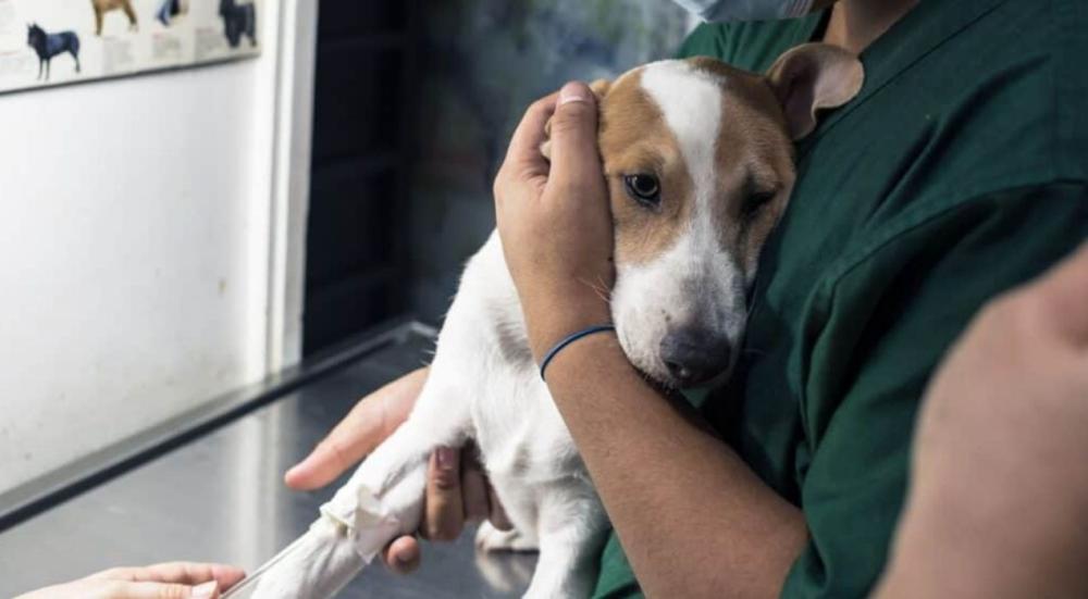 اسباب مرض البارفو للكلاب