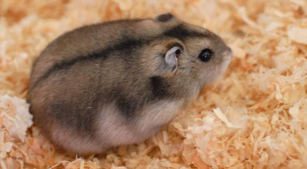 كم مدة حمل الهامستر​؟