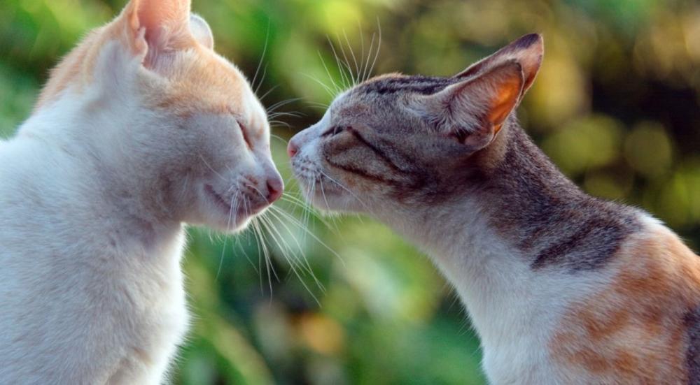 الفرق بين السنور والقط