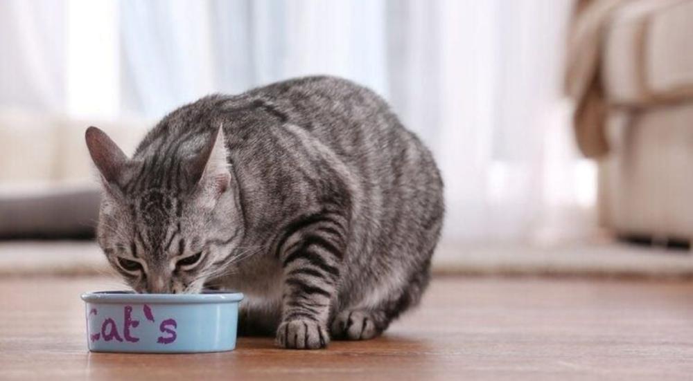 أفضل اكل قطط: