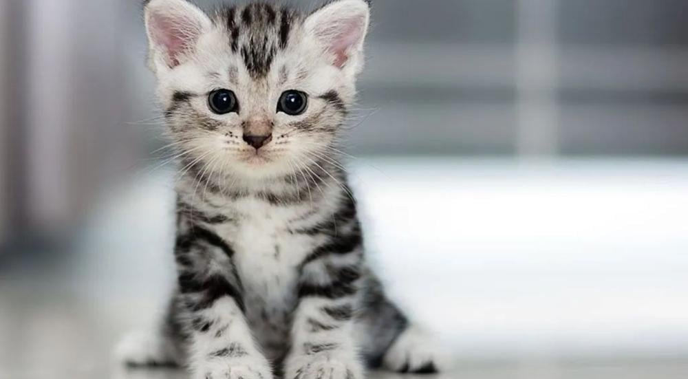 الحيوانات الاليفة التي يمكن اقتنائها في المنزل