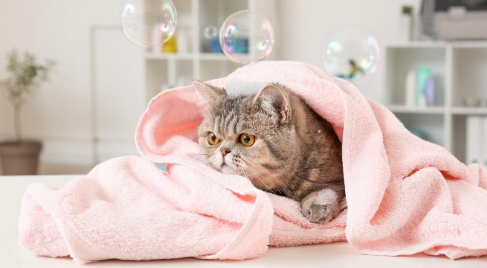 هل يمكن ترويش القطط بعد التطعيم