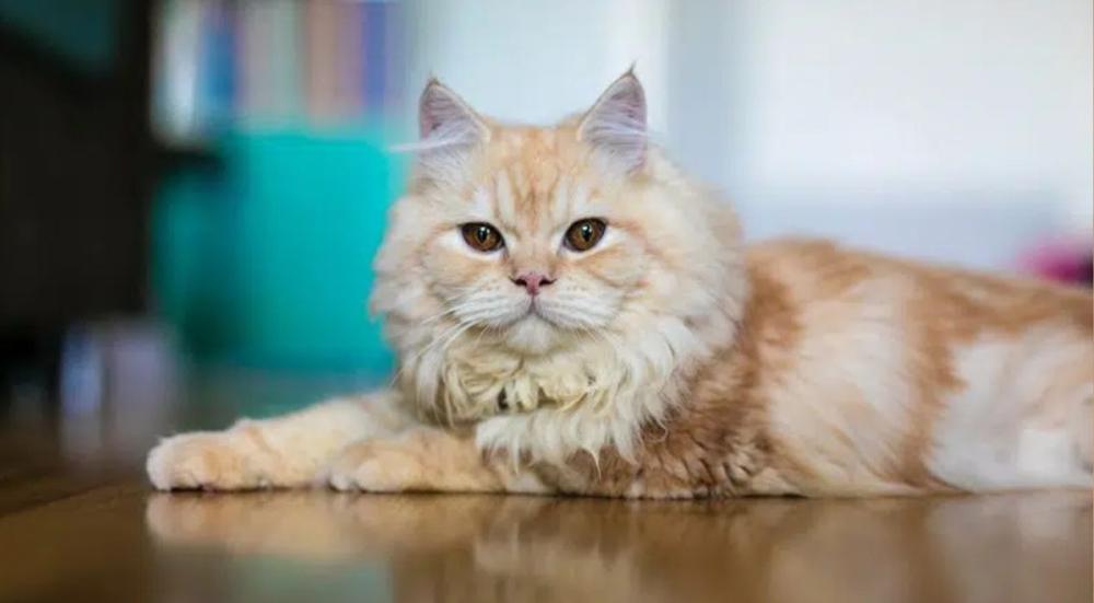 انواع القطط الشيرازى