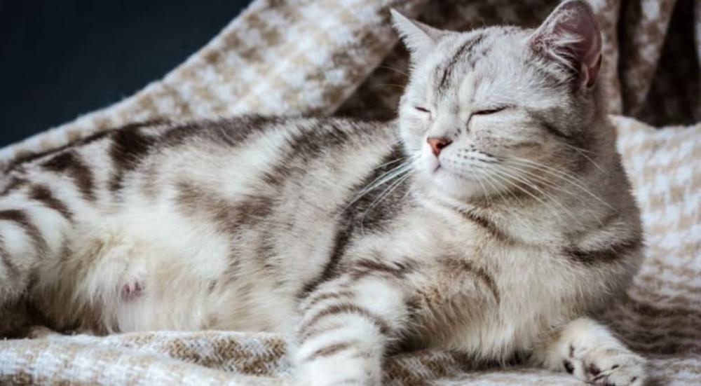 حمل القطط لاول مرة