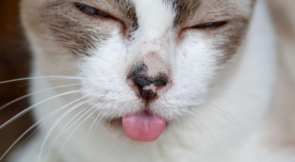 فطريات الفم للقطط