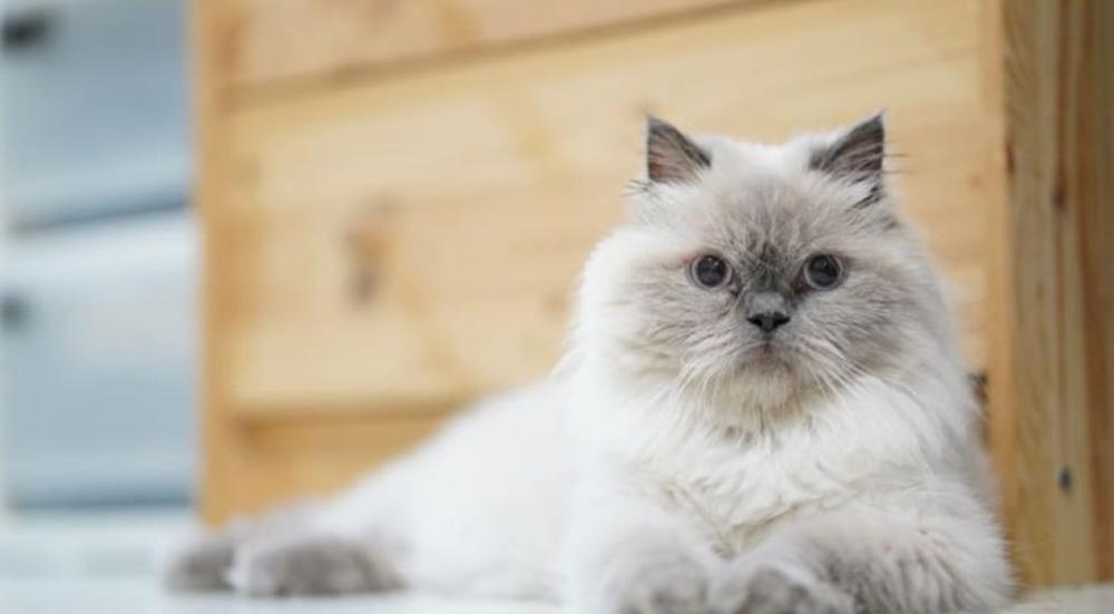 قطط هملايا: