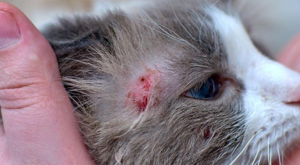 علاج حساسية القطط