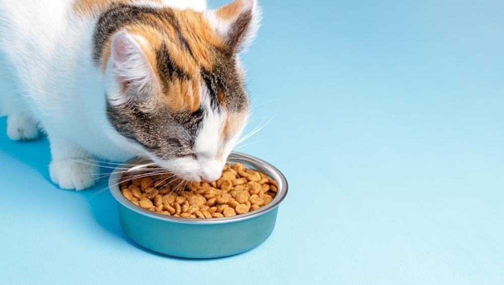 اكل القطط الصغيره