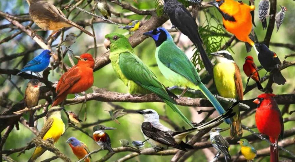 انواع العصافير