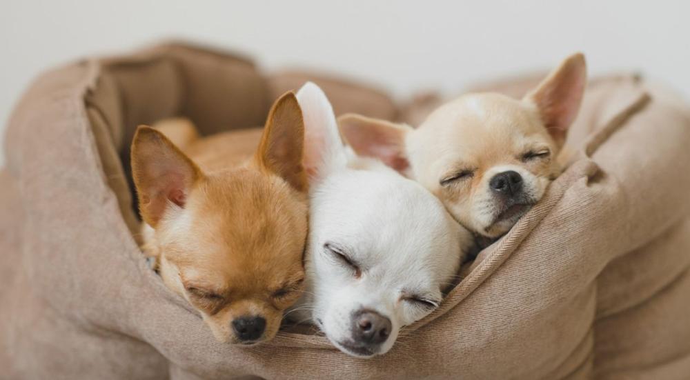 حيوانات أليفة للتربية في المنزل