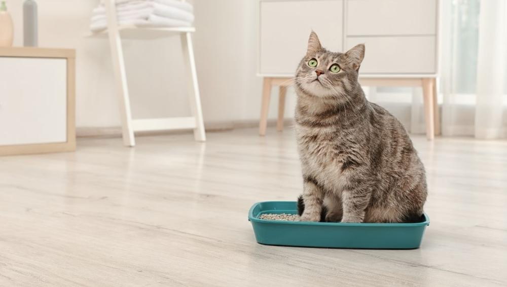 ارخص رمل للقطط