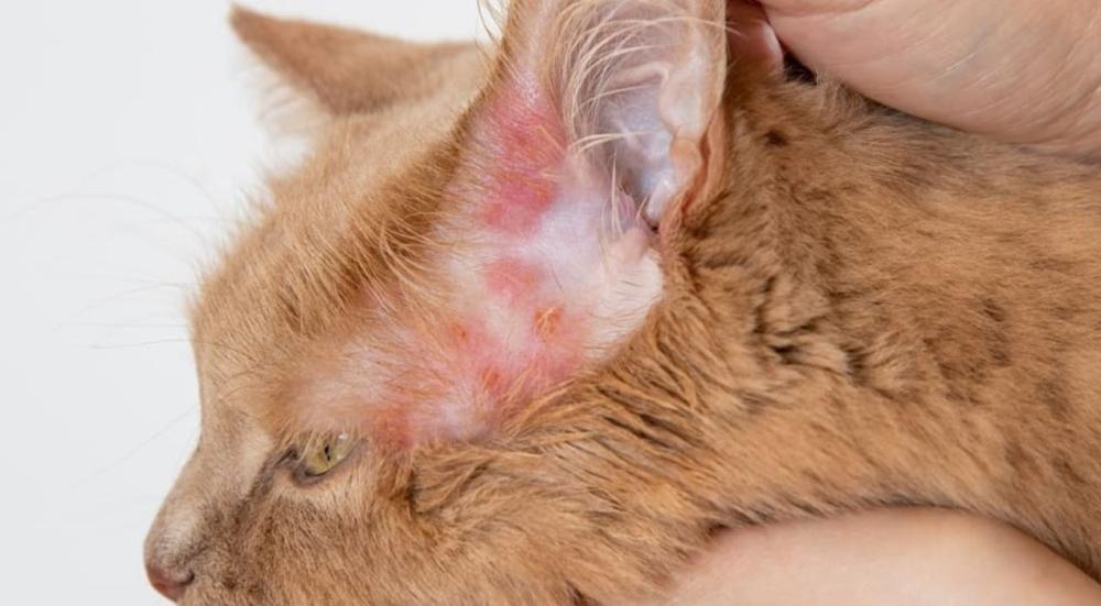 شكل فطريات القطط