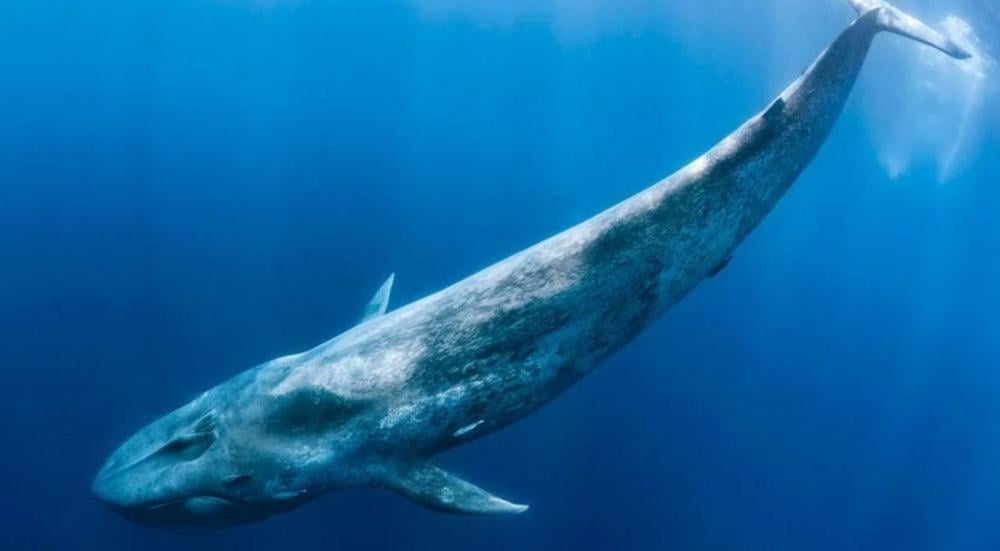 ما هو اكبر حيوان في العالم؟