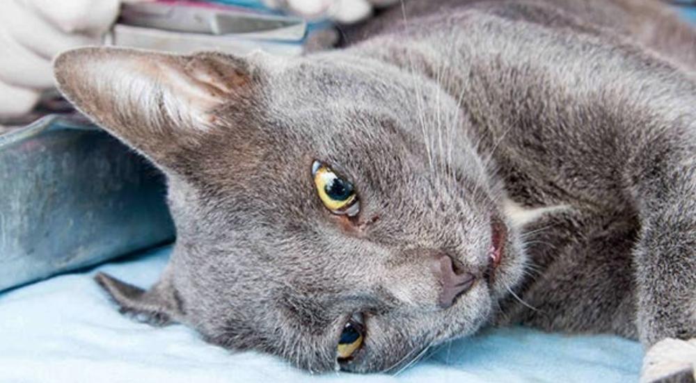 اعراض السعار عند القطط