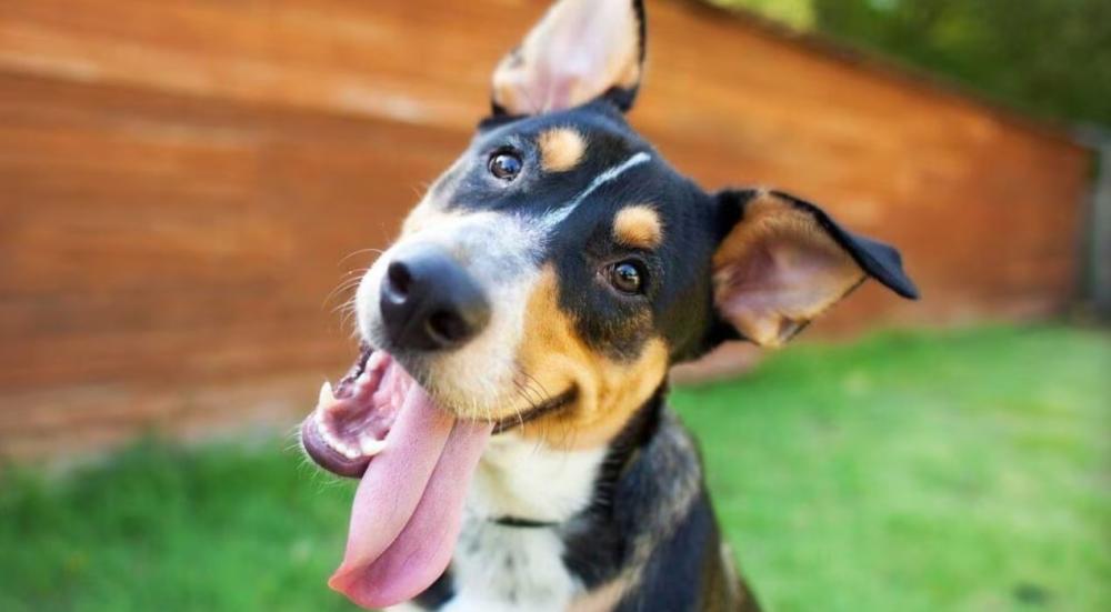 كم يعيش الكلاب