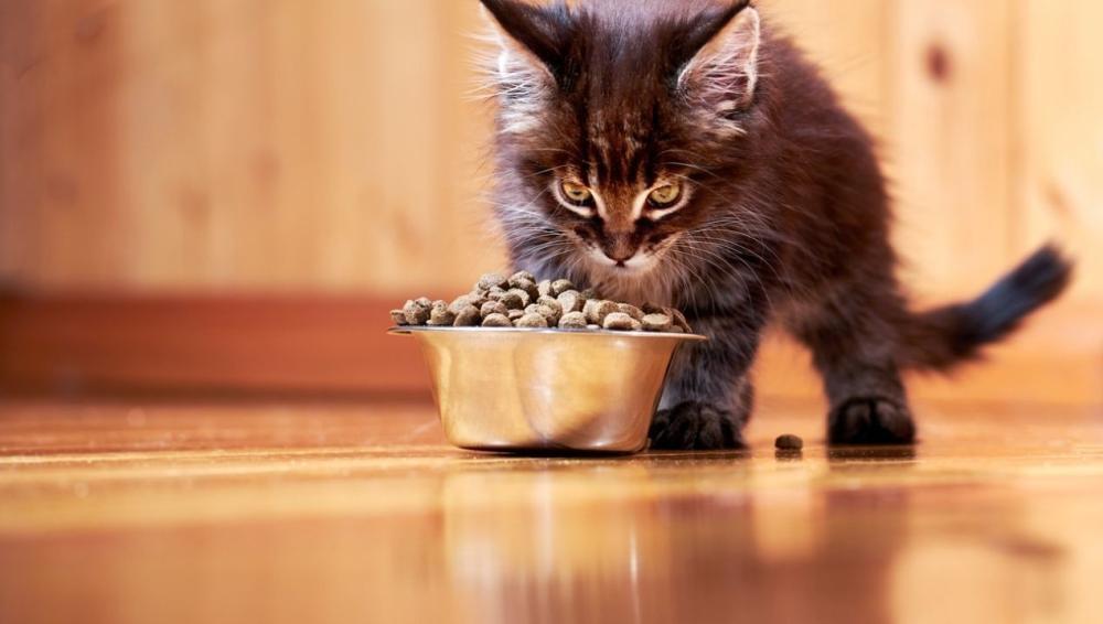 ماذا تأكل القطط الصغيرة