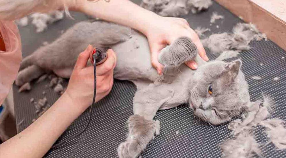 طرق حلاقة القطط