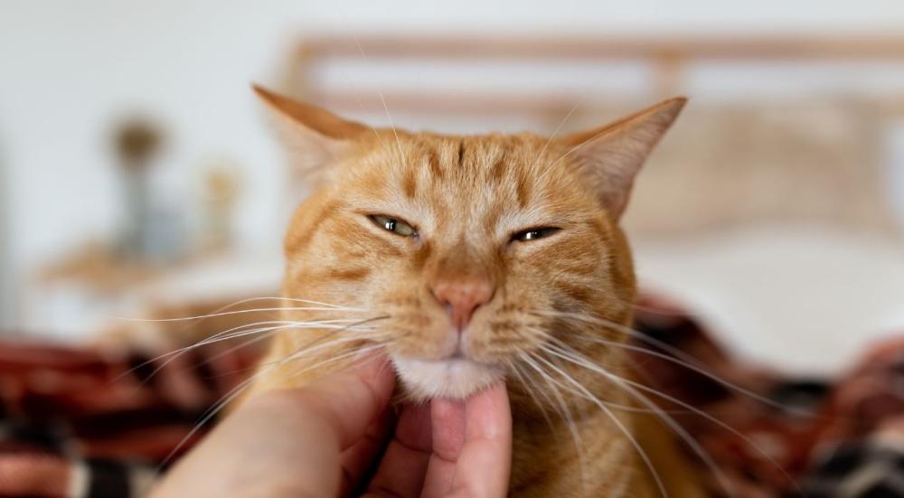 الامراض التي تصيب القطط