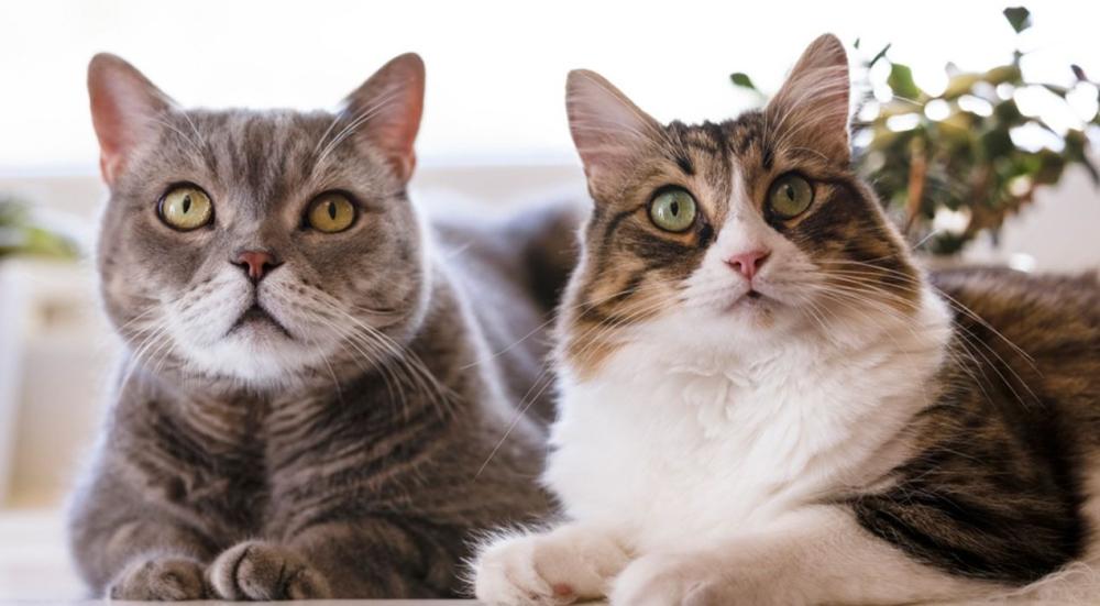 الفرق بين القط الذكر والانثى