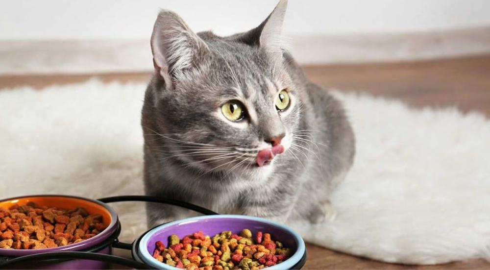 أنواع الدراي فود للقطط