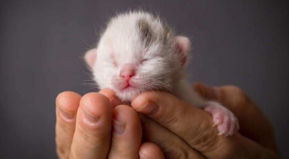 When-do-cats-open-their-eyes