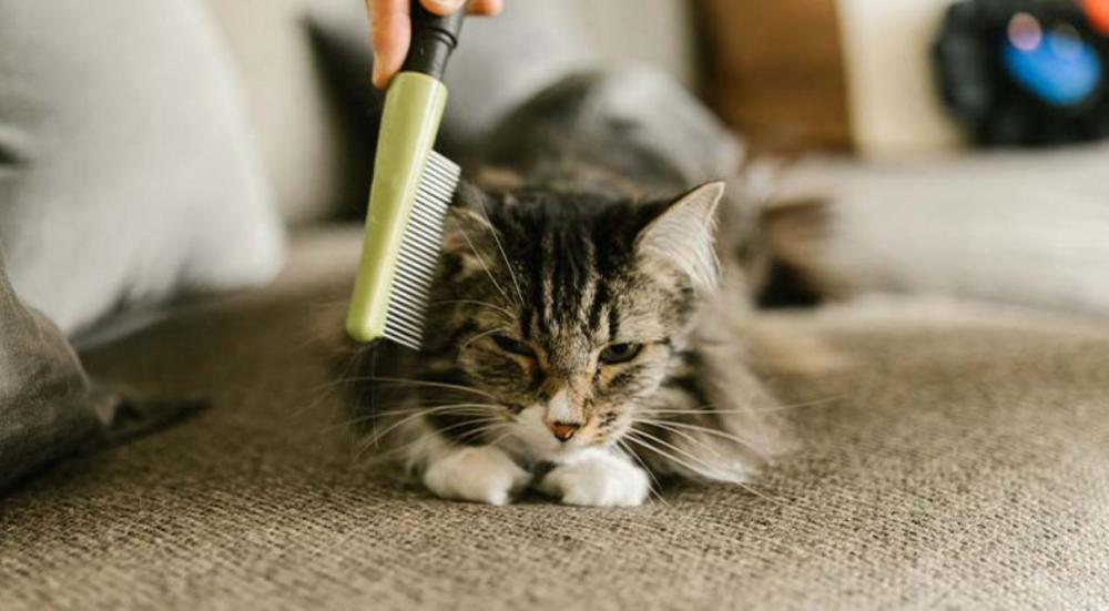 علاج تساقط شعر القطط