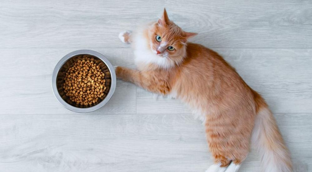 اسوء انواع الدراي فود للقطط