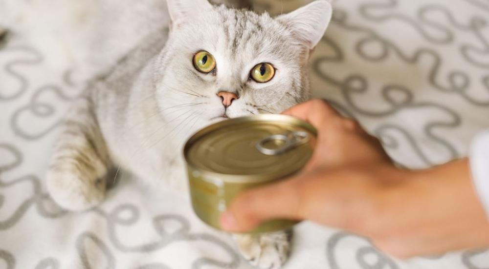 اكل قطط معلب