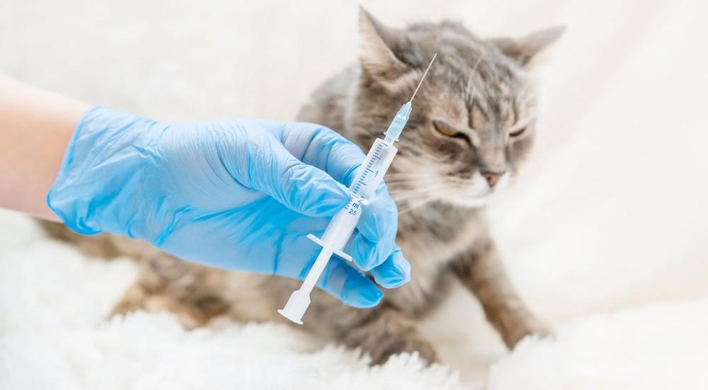 سعر تطعيم القطط