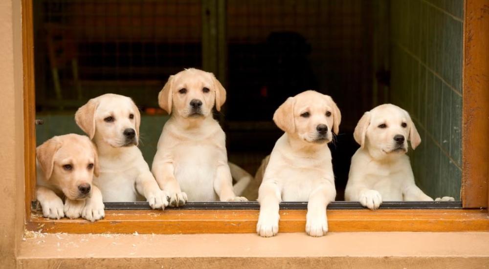 انواع الكلاب​ الاليفة