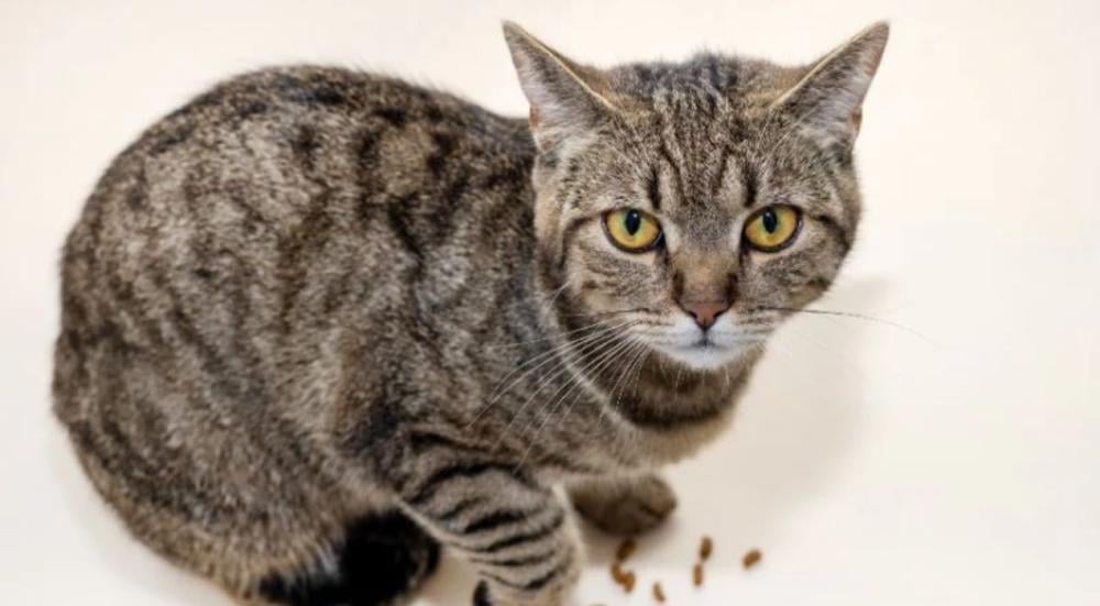 زيادة الكالسيوم للقطط طبيعيًا