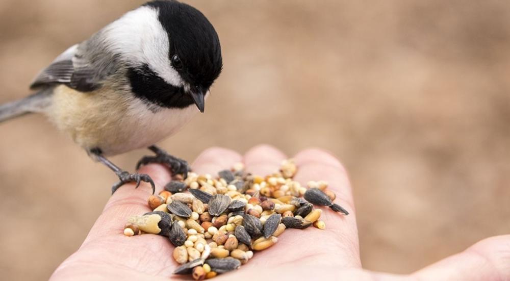 ماذا ياكل العصفور
