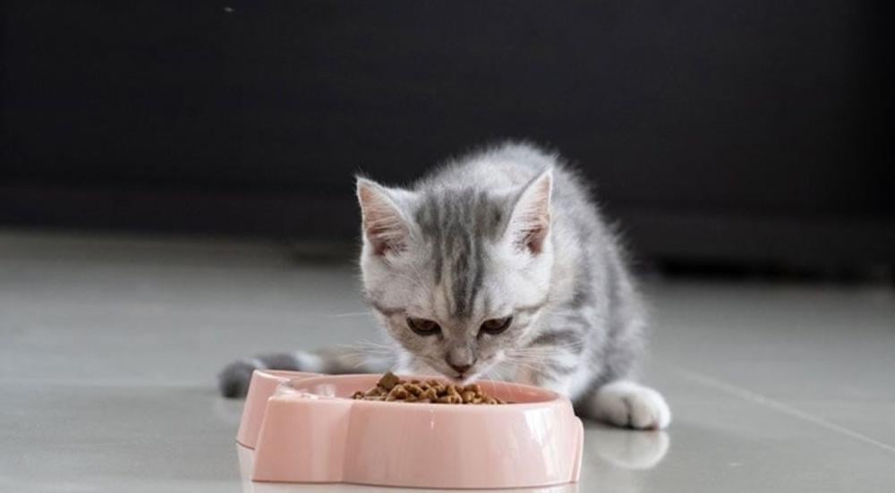 When-do-kittens-start-eating