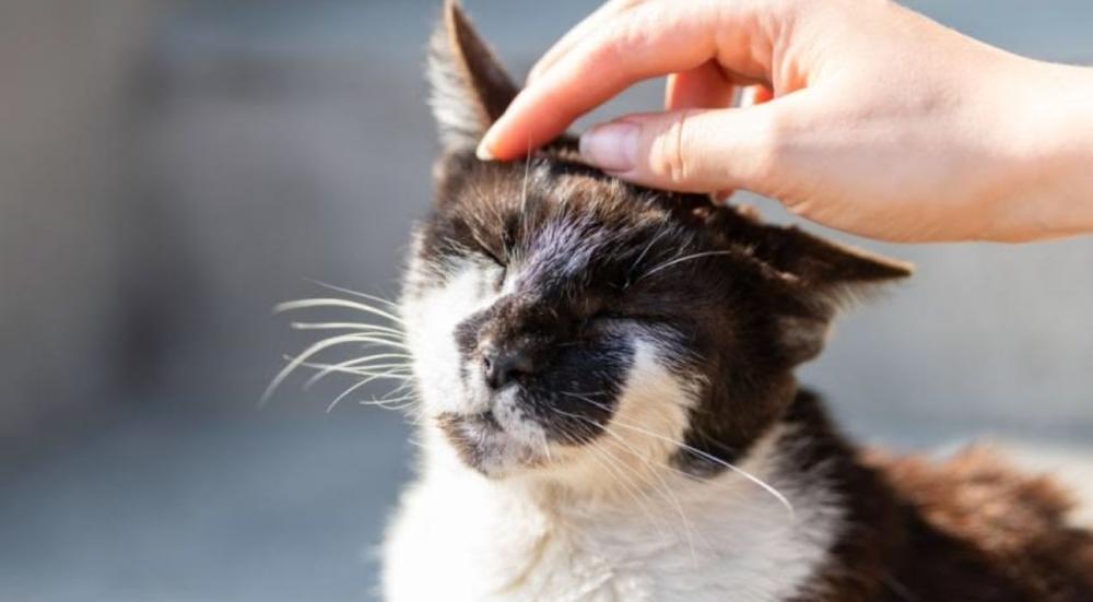 الفطريات في القطط