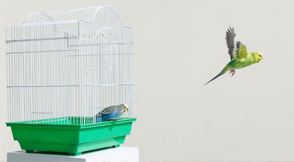 اسعار اقفاص الطيور