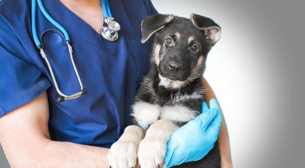 خدمات العيادة البيطرية