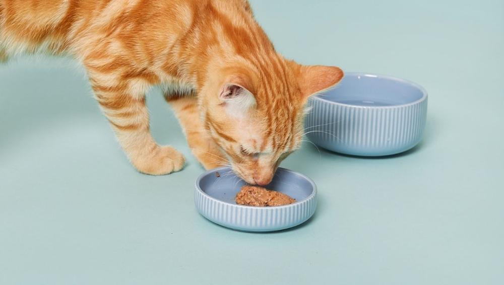 طعام للقطط الصغيرة غني بالبروتين