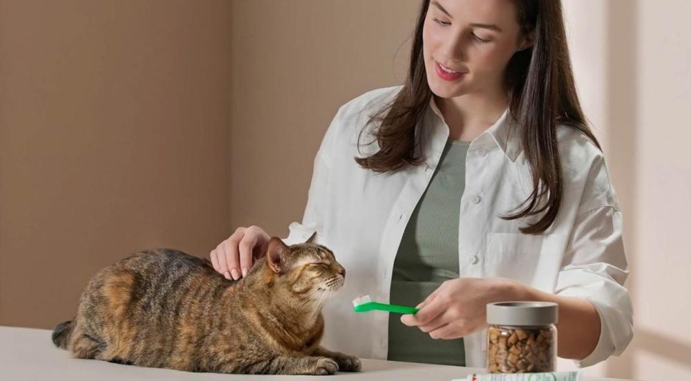 عملية تنظيف الاسنان للقطط