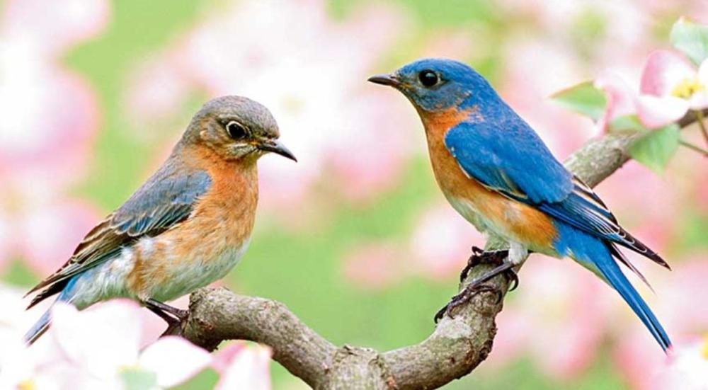 سعر تحليل dna للطيور الكبيرة والصغيرة