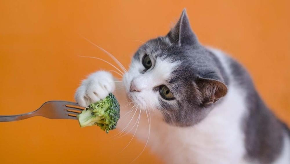 ماذا تأكل القطط من الخضروات
