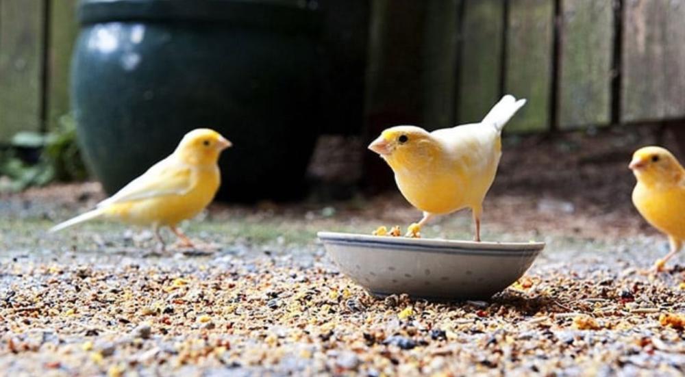 اكل الكناري