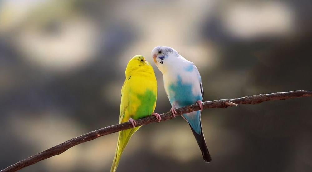 انواع الطيور المنزلية