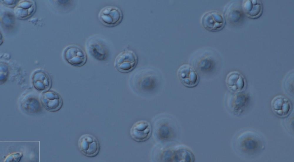 ما هو اصغر حيوان في العالم؟